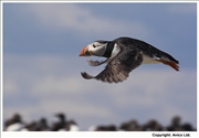 31. Puffin in flight
